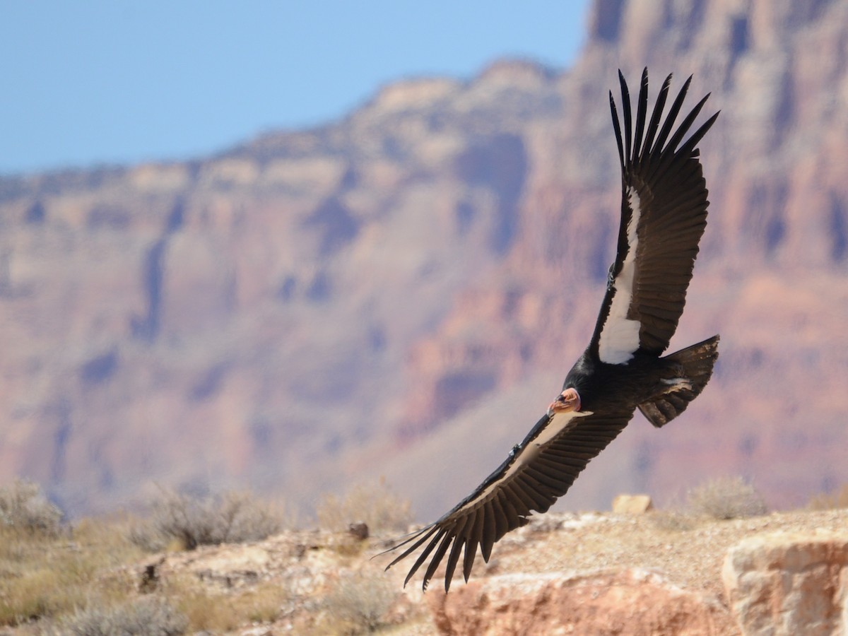 Condor de Californie - ML88640771