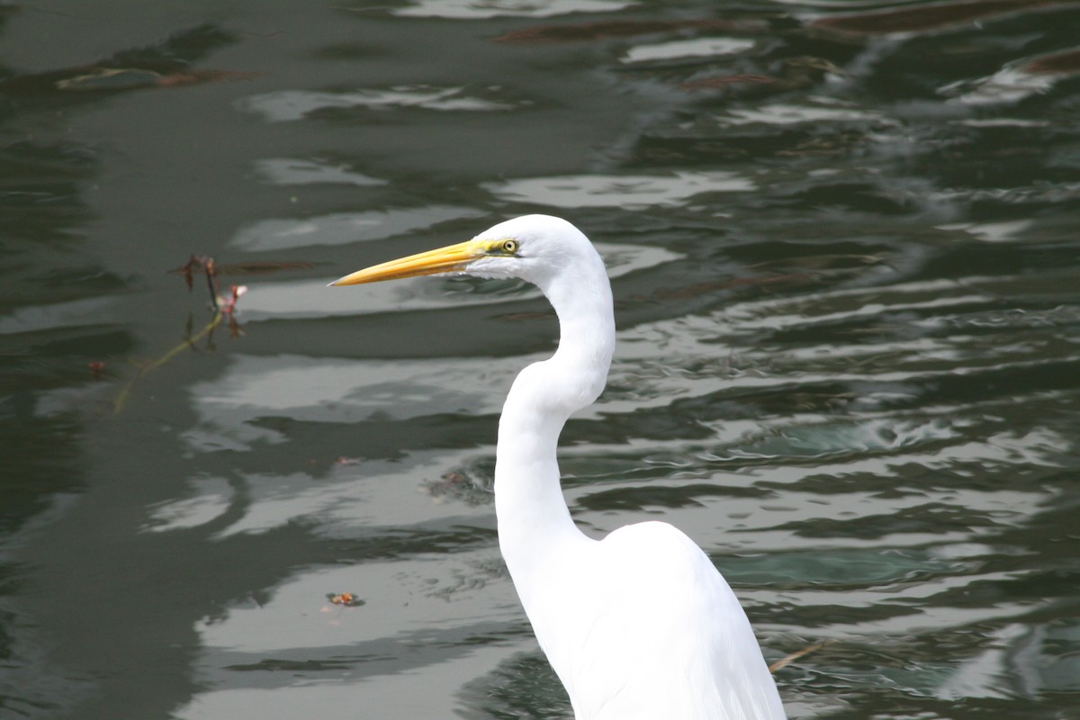 Great Egret - ML88642611