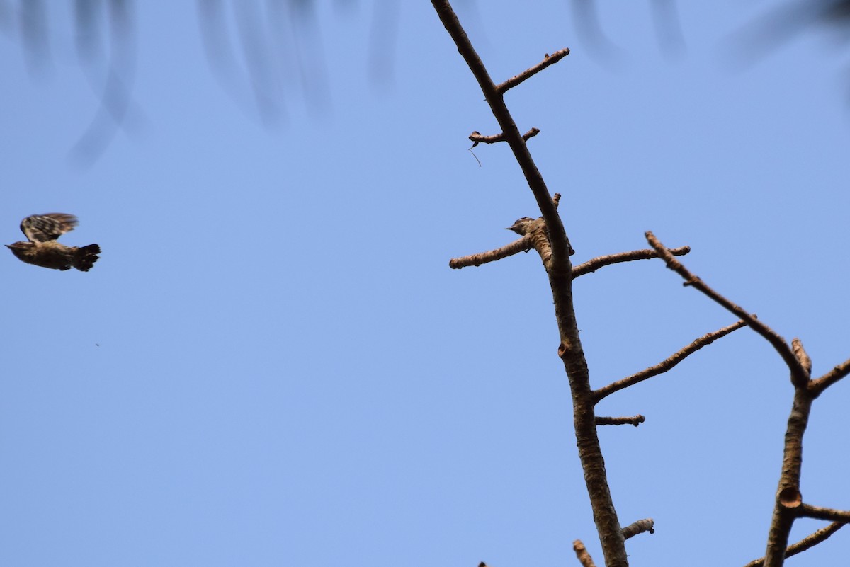 Brown-capped Pygmy Woodpecker - Lathika  K K