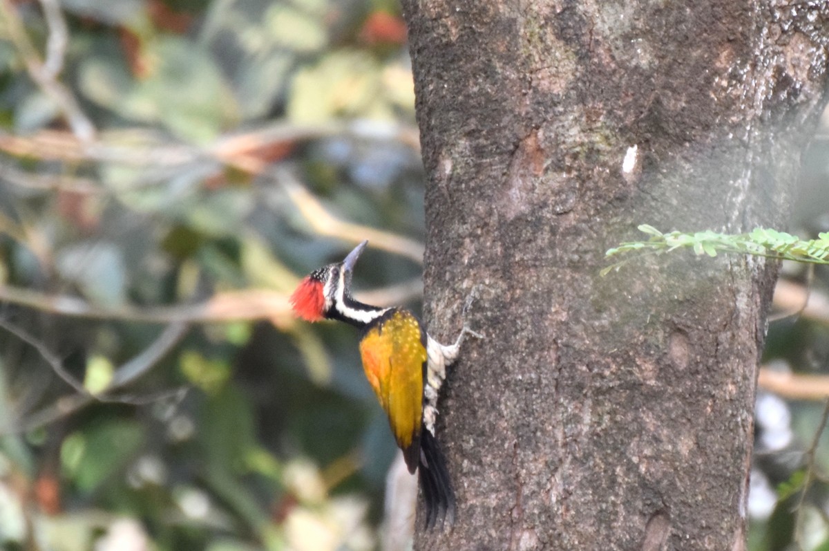 Black-rumped Flameback - Lathika  K K