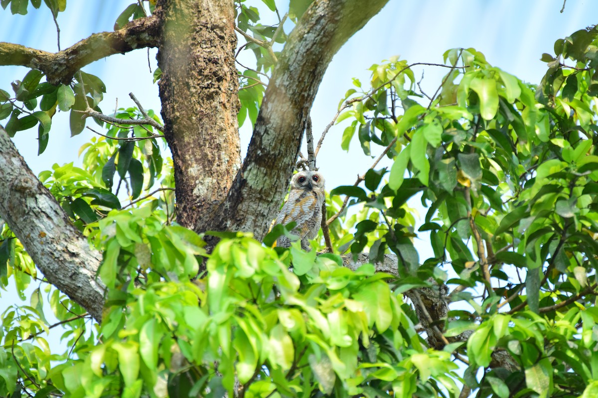 Mottled Wood-Owl - ML88642971