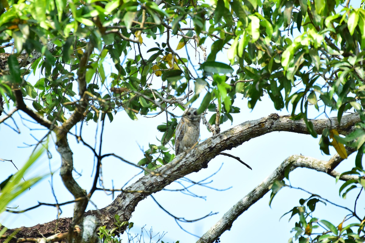 Mottled Wood-Owl - Lathika  K K