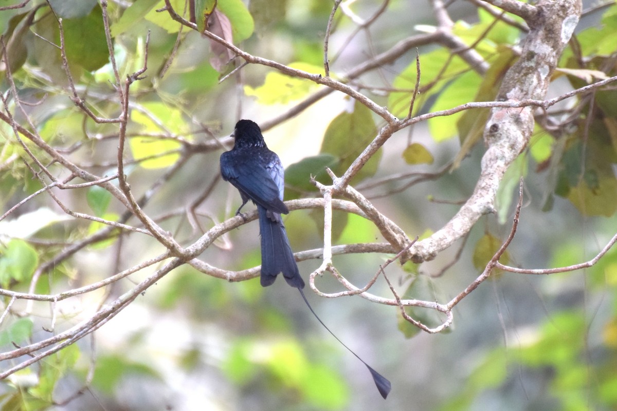 Greater Racket-tailed Drongo - Lathika  K K