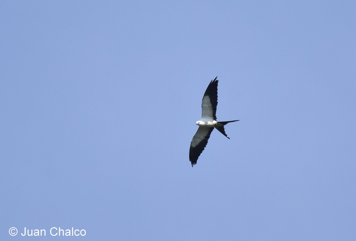 Swallow-tailed Kite - ML88644141