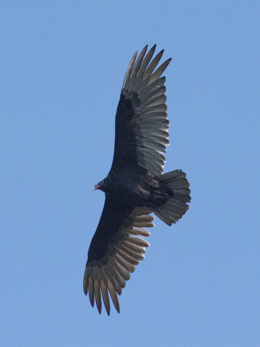 Turkey Vulture - T I