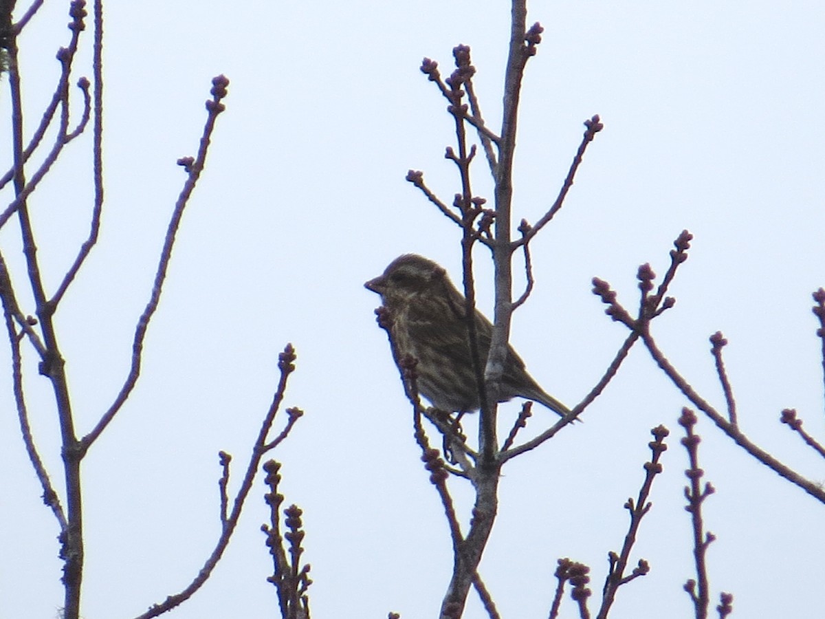 Purple Finch - ML88645381