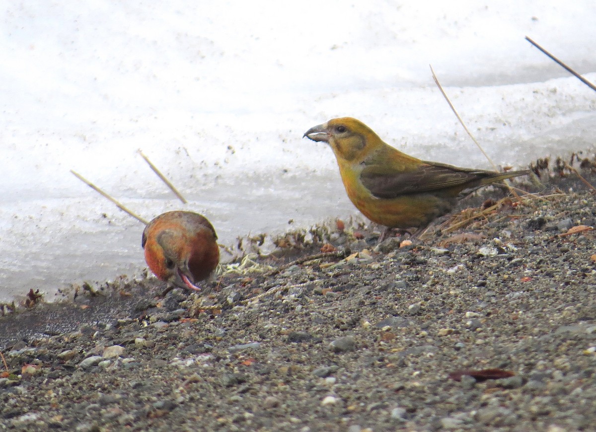 Red Crossbill - ML88645791