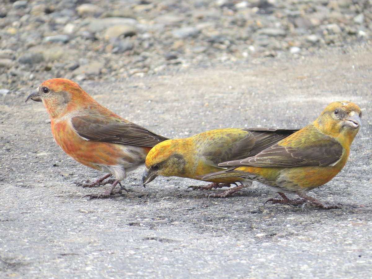 Red Crossbill - ML88645831