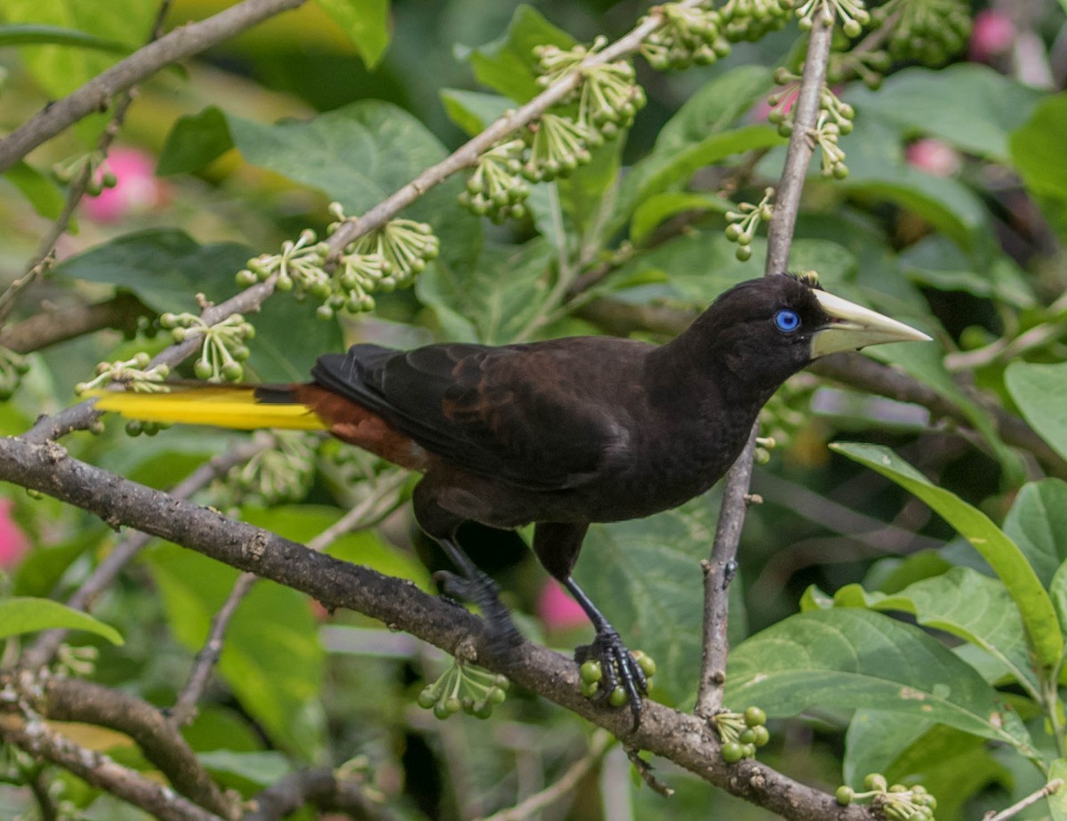 Crested Oropendola - Robert Bochenek