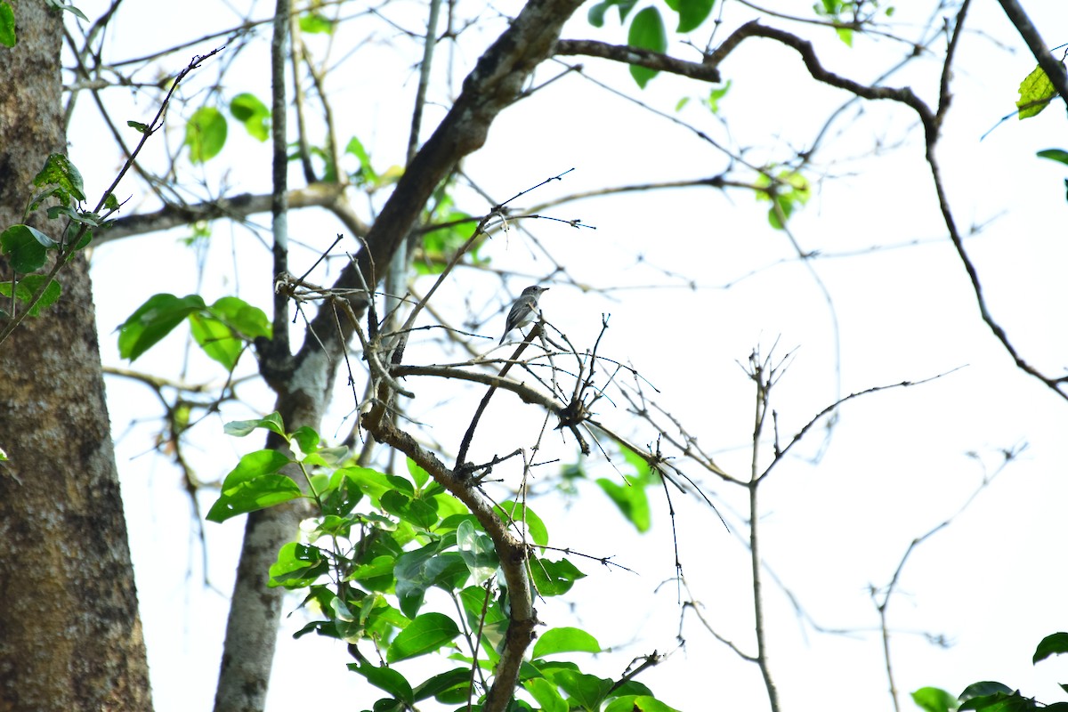 Asian Brown Flycatcher - Lathika  K K