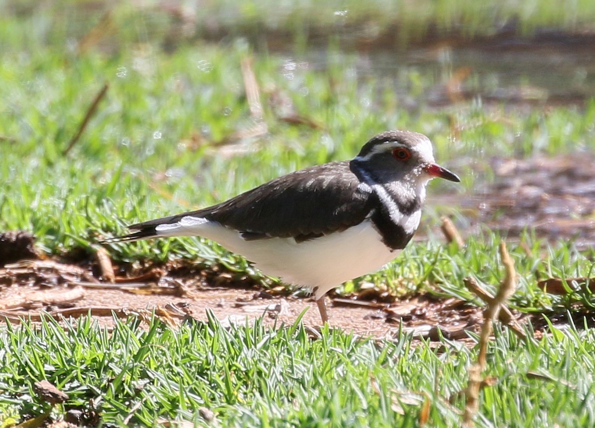 Three-banded Plover - Charlotte Byers