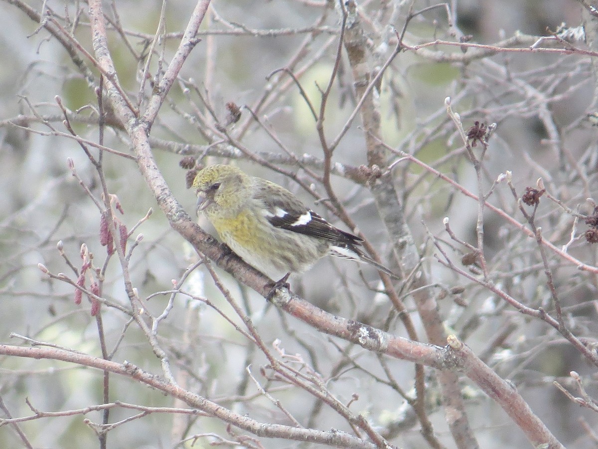 White-winged Crossbill - ML88647001