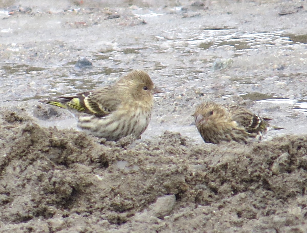 Pine Siskin - ML88647221