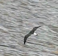 Lesser Black-backed Gull - ML88647951