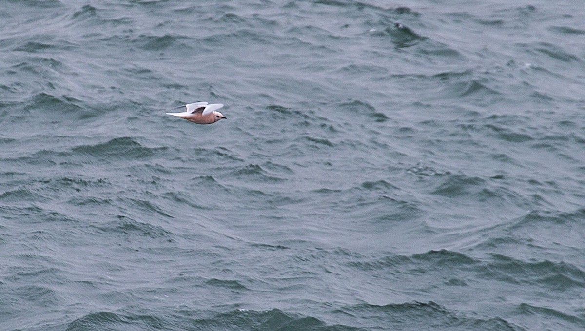 Ross's Gull - ML88648051