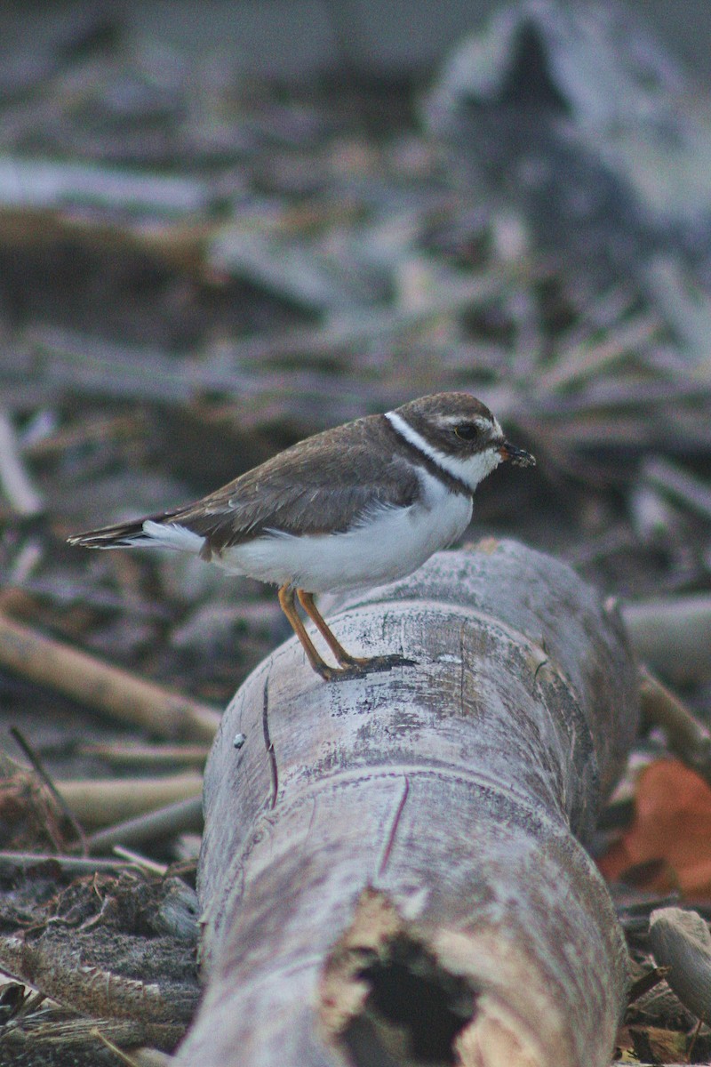 Semipalmated Plover - ML88648111