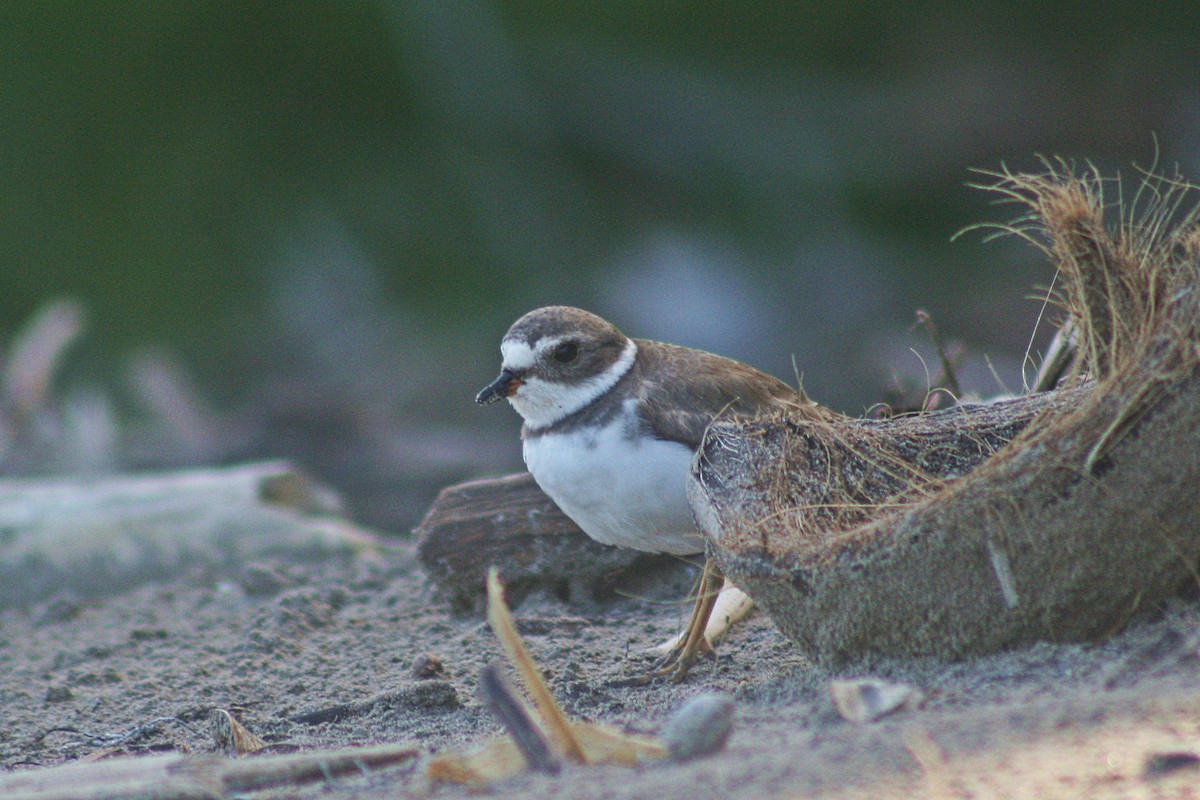 Semipalmated Plover - ML88648451