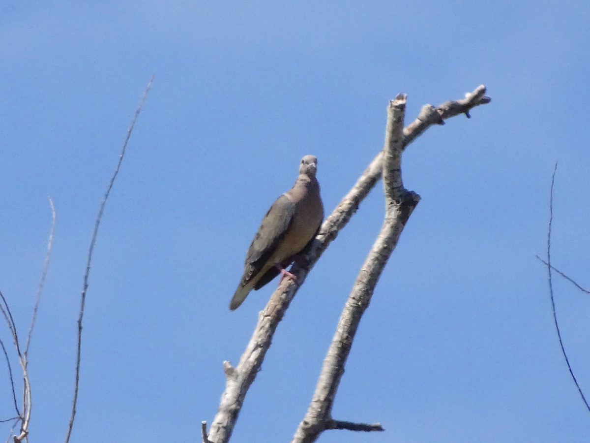 Eared Dove - ML88650481