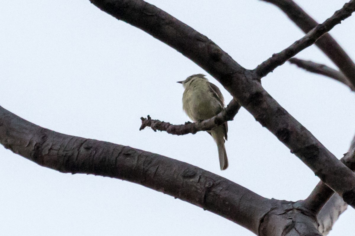 Southern Beardless-Tyrannulet - ML88650861