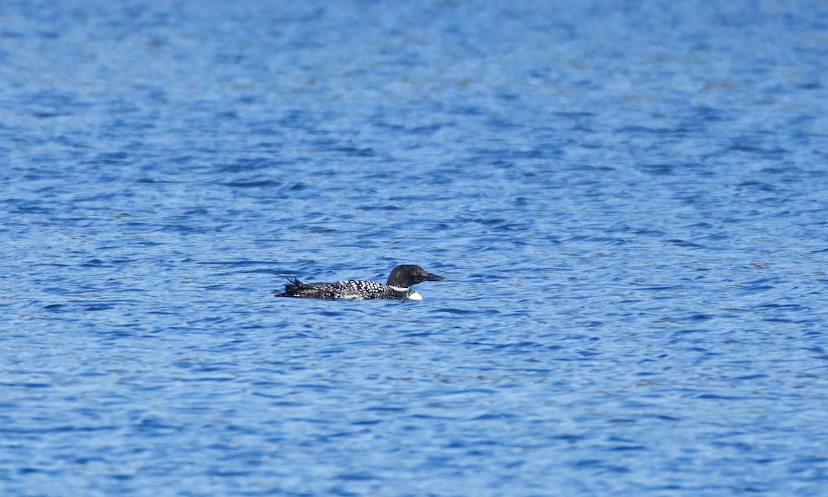 Common Loon - ML88651821