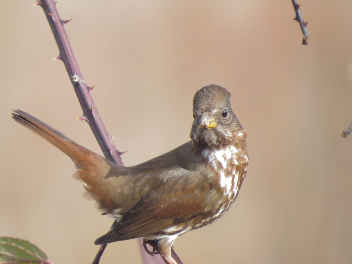 Fox Sparrow - ML88652161