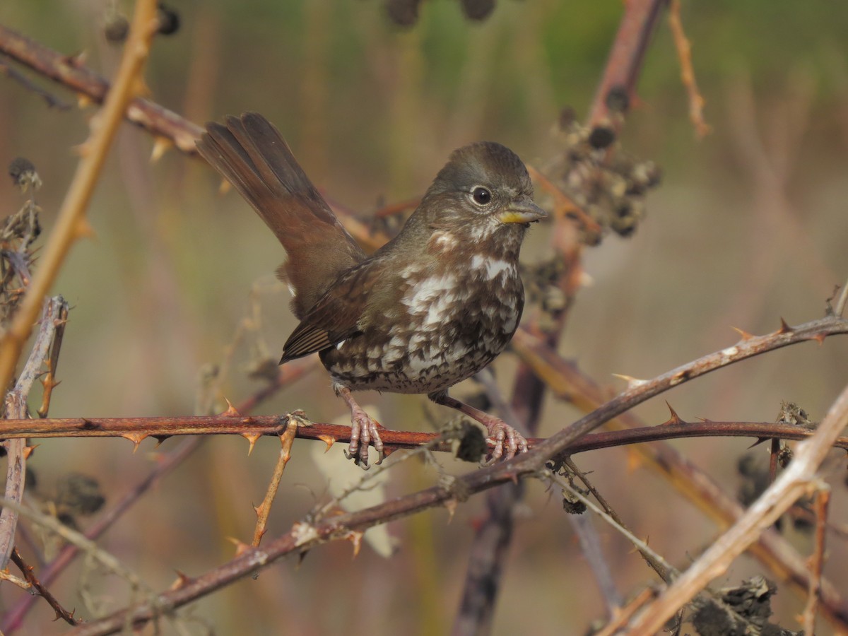 Fox Sparrow - ML88652171