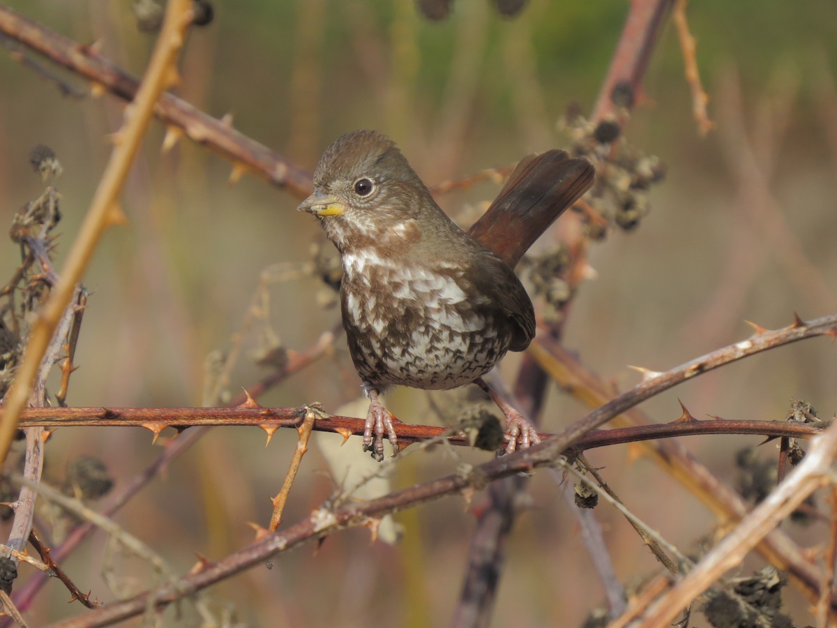 Fox Sparrow - ML88652191