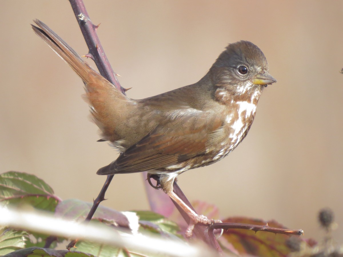 Fox Sparrow - ML88652211