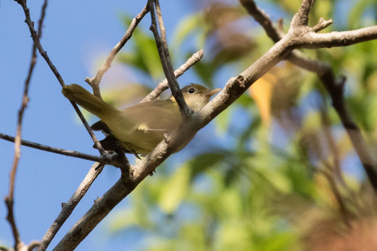 Golden-fronted Greenlet - Ken Chamberlain