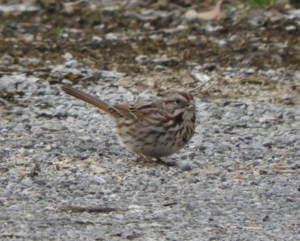 Song Sparrow - ML88654741