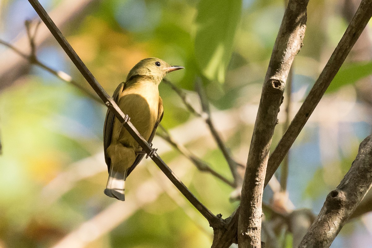 Ochre-bellied Flycatcher - ML88654861