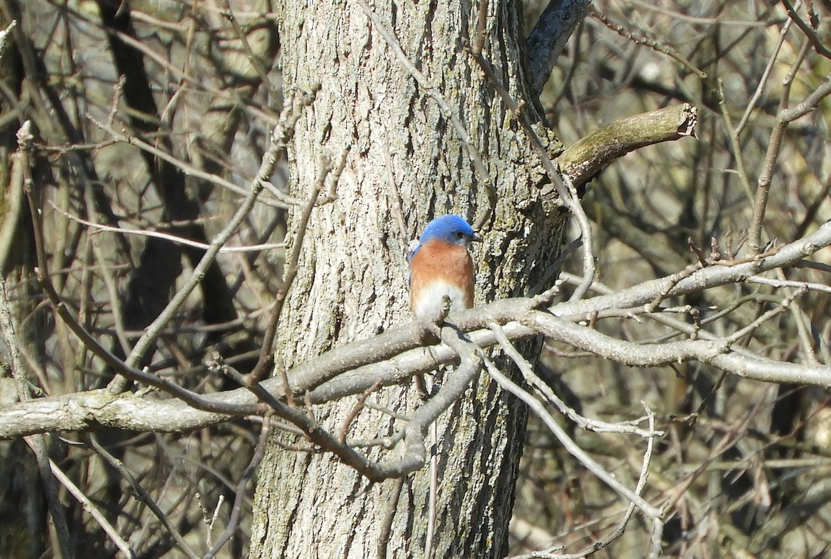 Eastern Bluebird - ML88655021