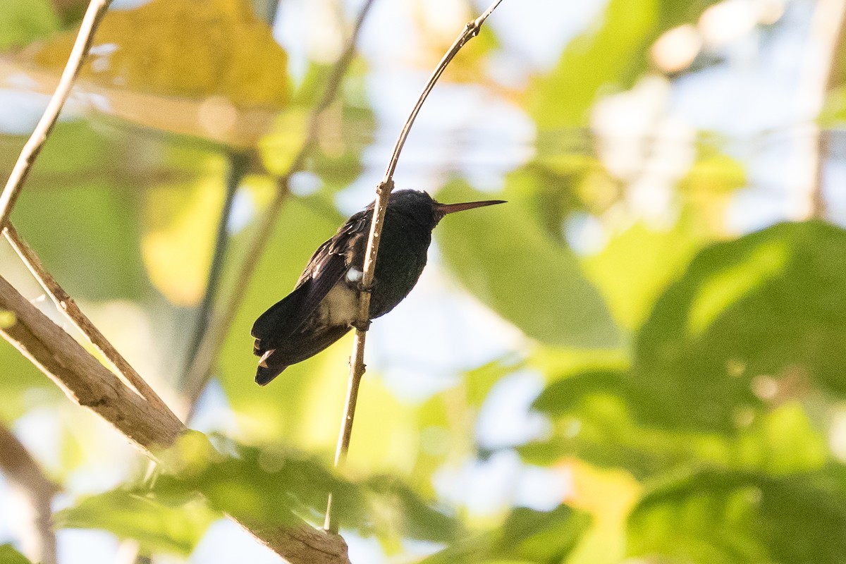 Red-billed Emerald - ML88655691