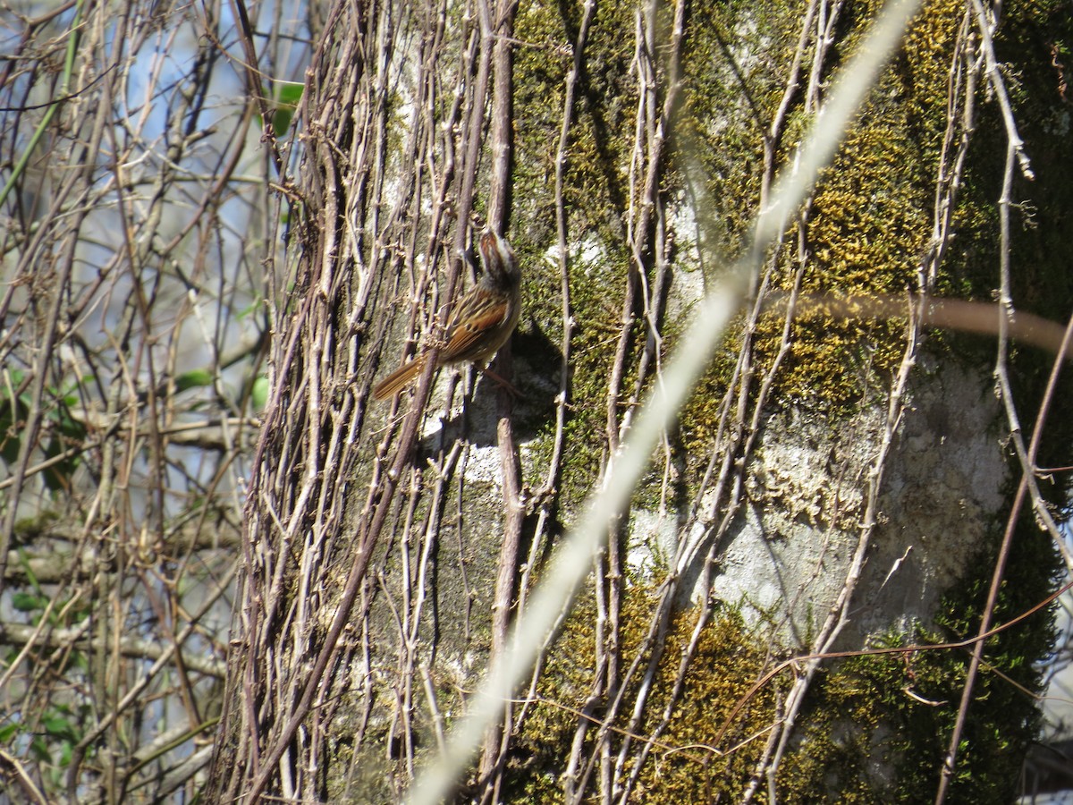 Swamp Sparrow - ML88657911