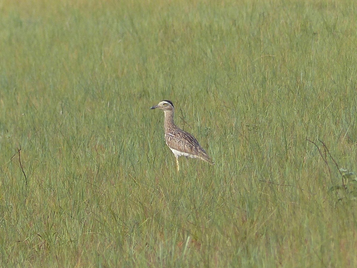 Double-striped Thick-knee - ML88658541