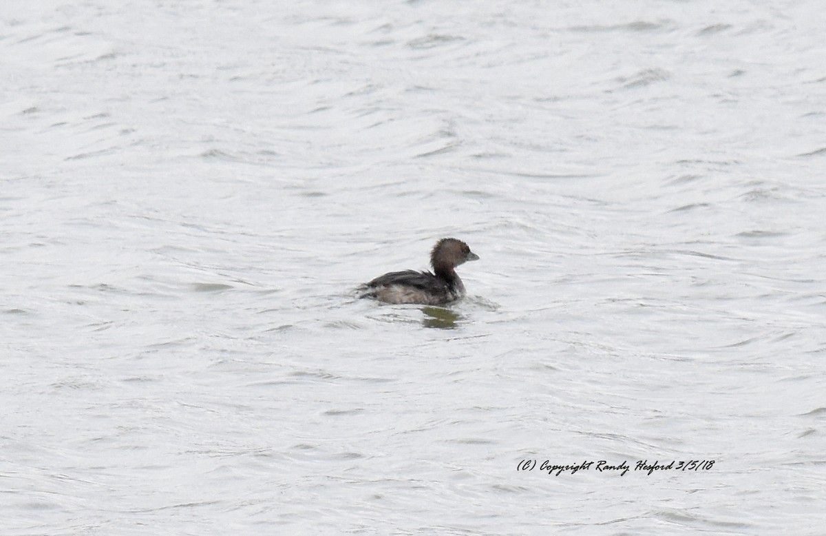 Pied-billed Grebe - ML88659271