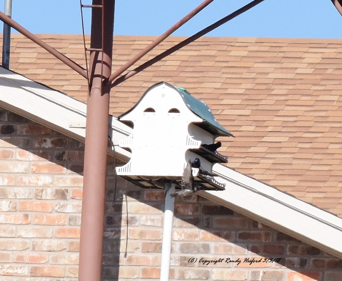 Purple Martin - ML88659751