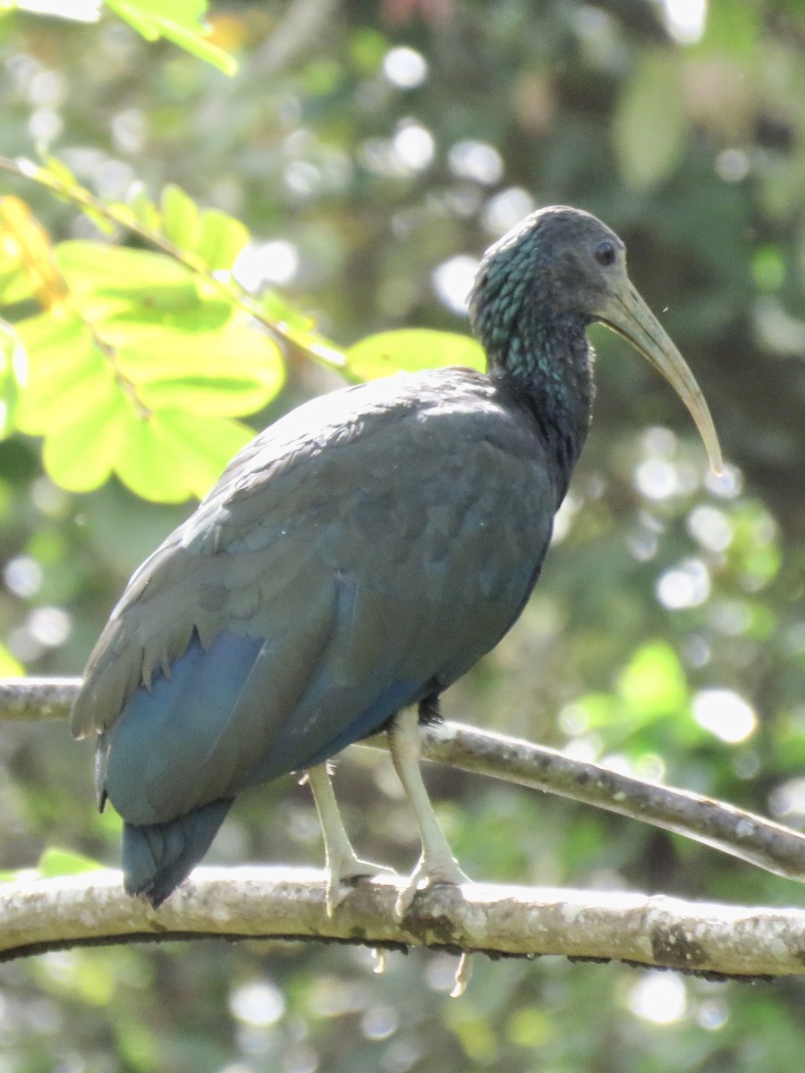 Green Ibis - Steve McInnis