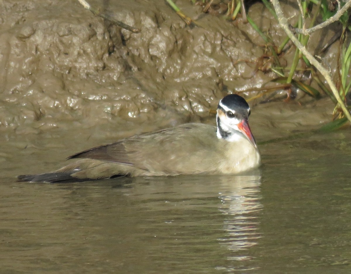 Sungrebe - ML88661371