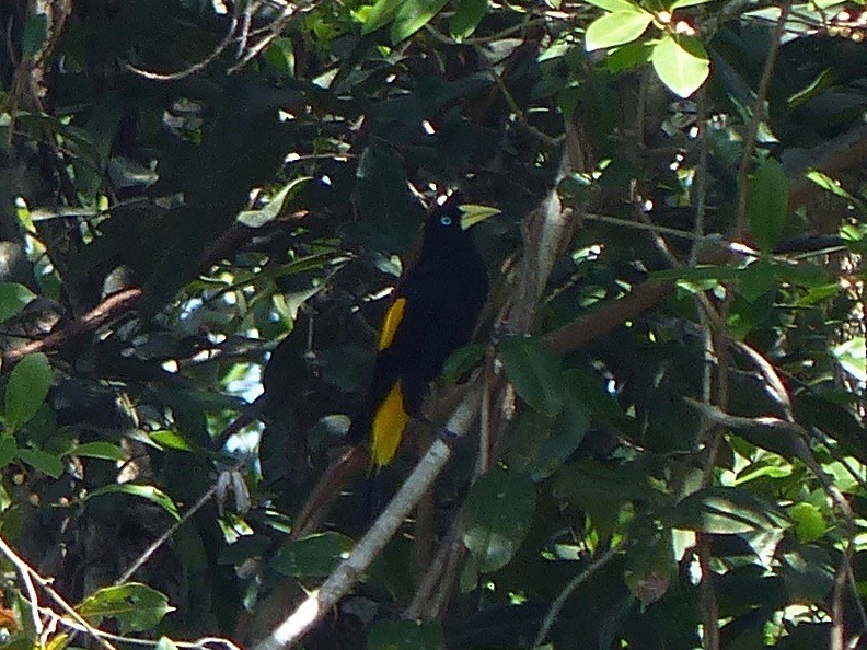 Yellow-rumped Cacique - ML88664291