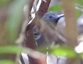 Black-chinned Antbird - ML88664361