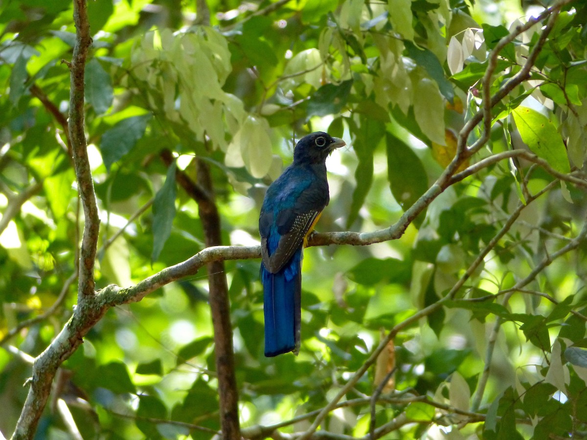 Green-backed Trogon - ML88664371