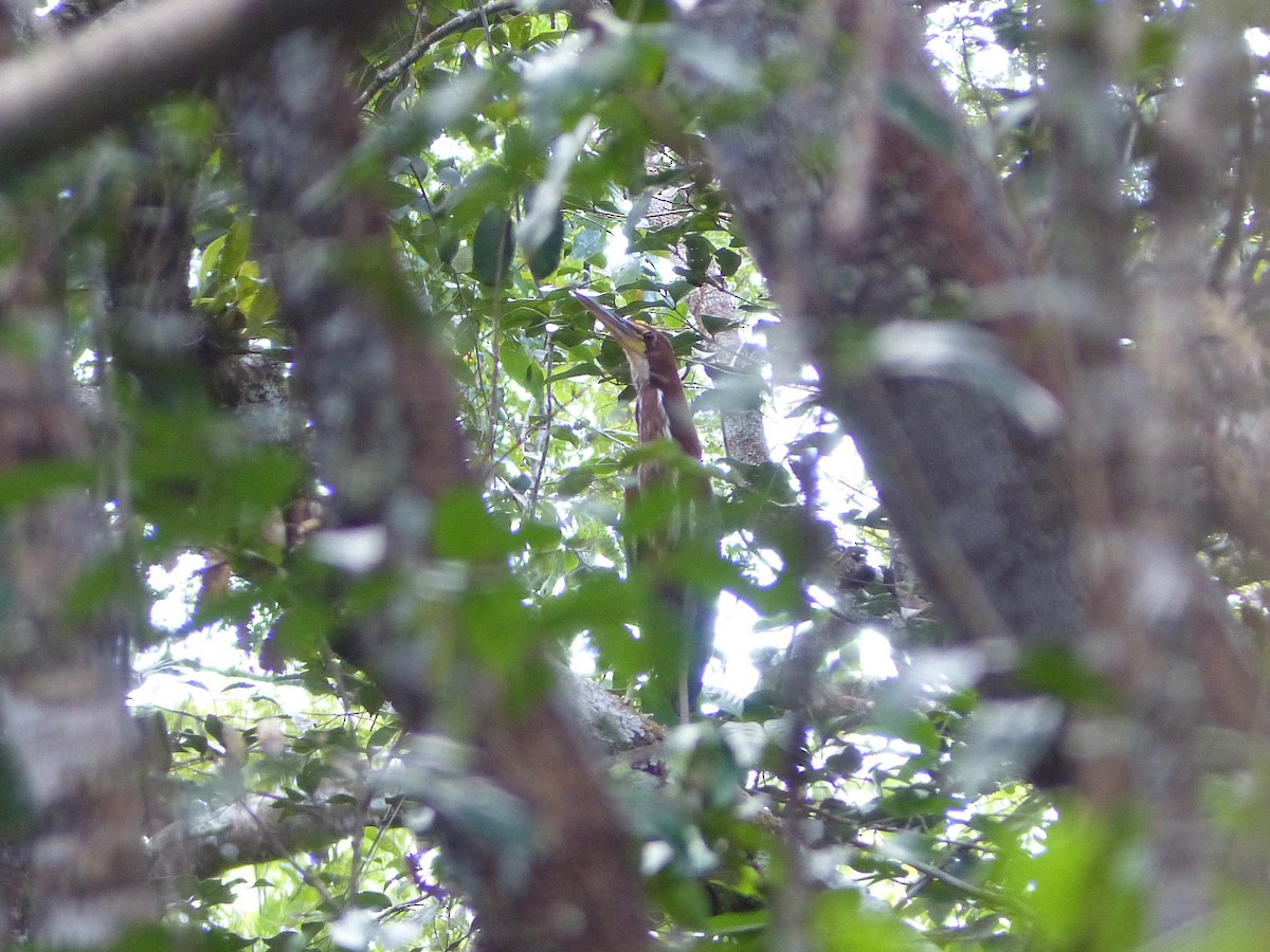 Rufescent Tiger-Heron - ML88664451