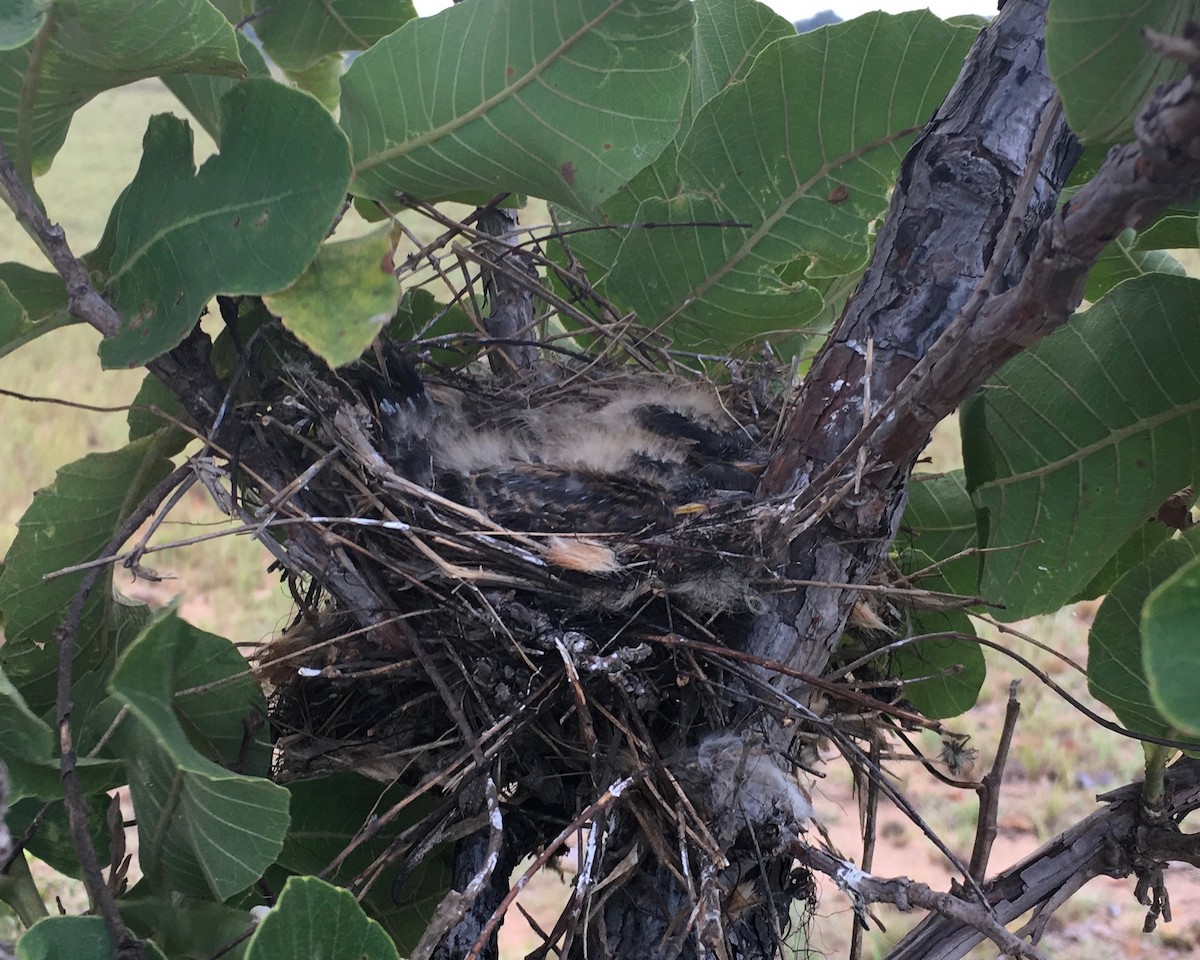 Fork-tailed Flycatcher (monachus) - ML88665081