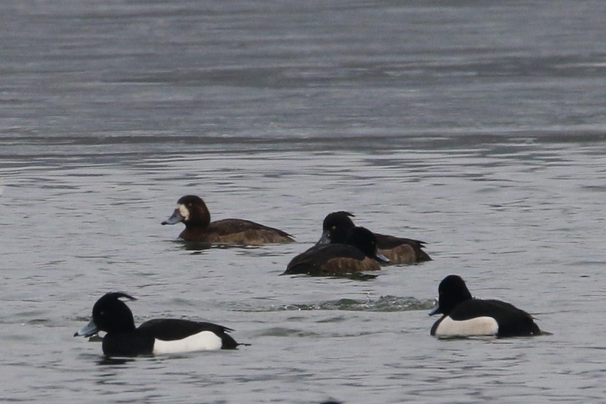 Greater Scaup - ML88665971