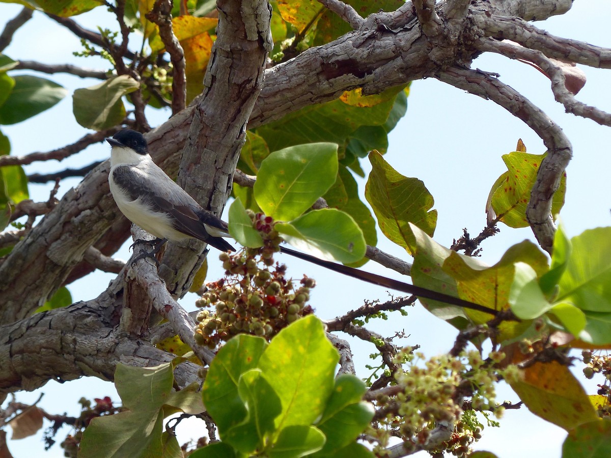 Fork-tailed Flycatcher (monachus) - Eamon Corbett