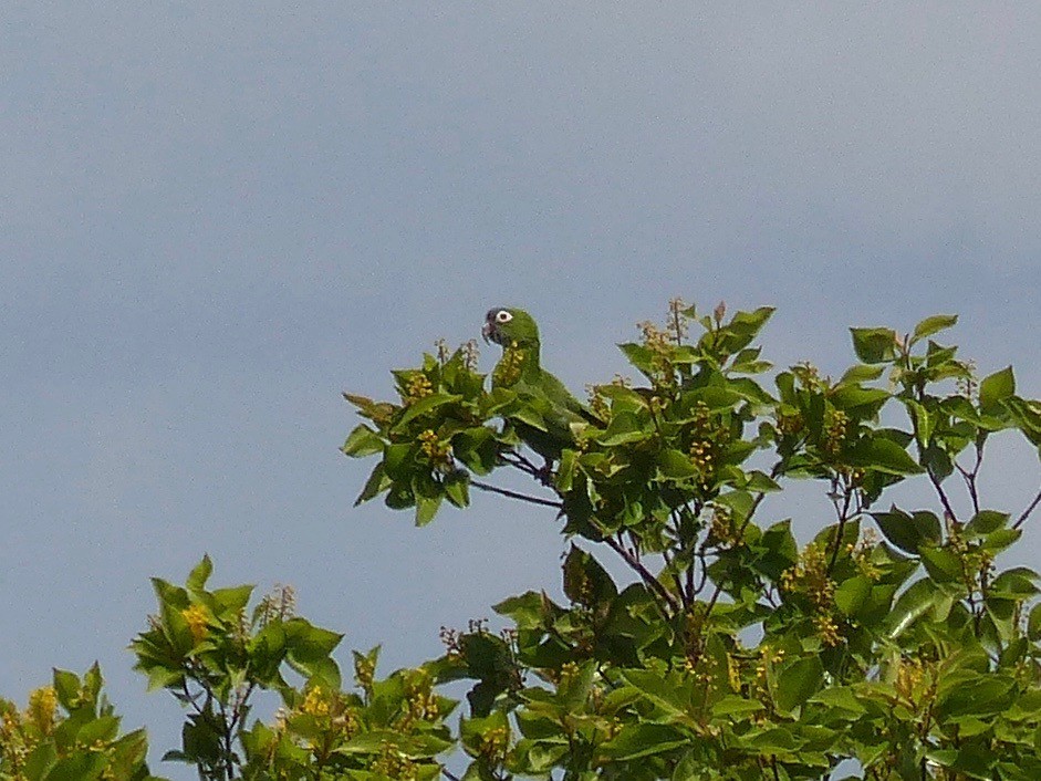 Blue-crowned Parakeet - ML88666641