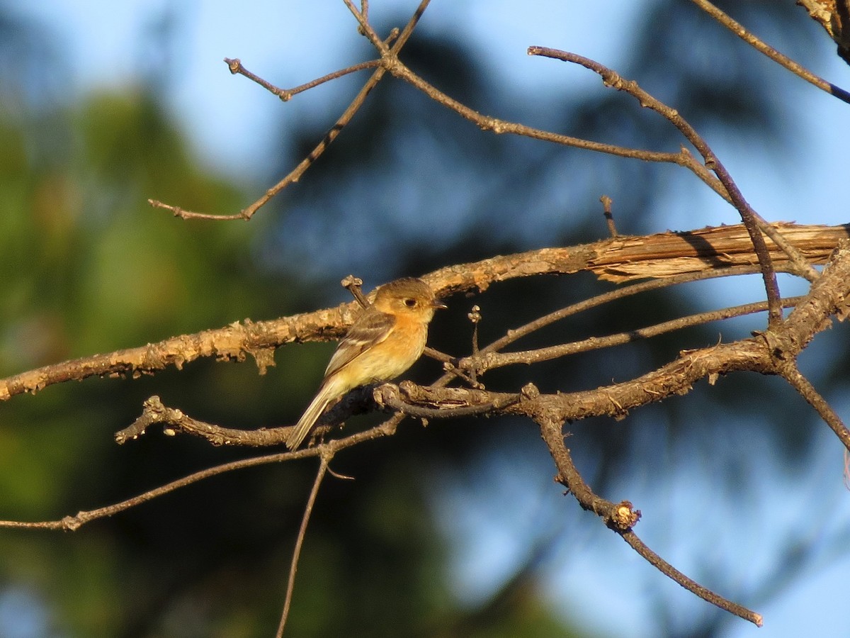 Buff-breasted Flycatcher - John van Dort