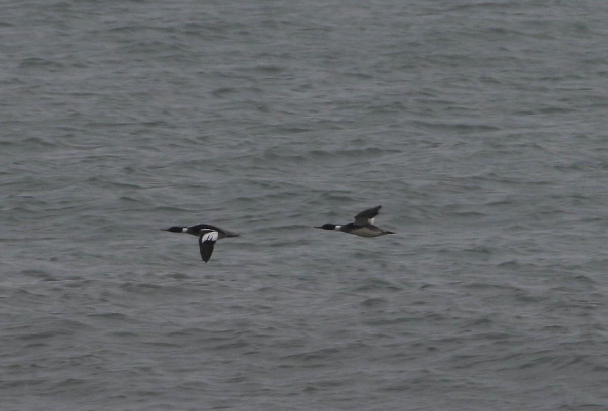 Red-breasted Merganser - ML88668311