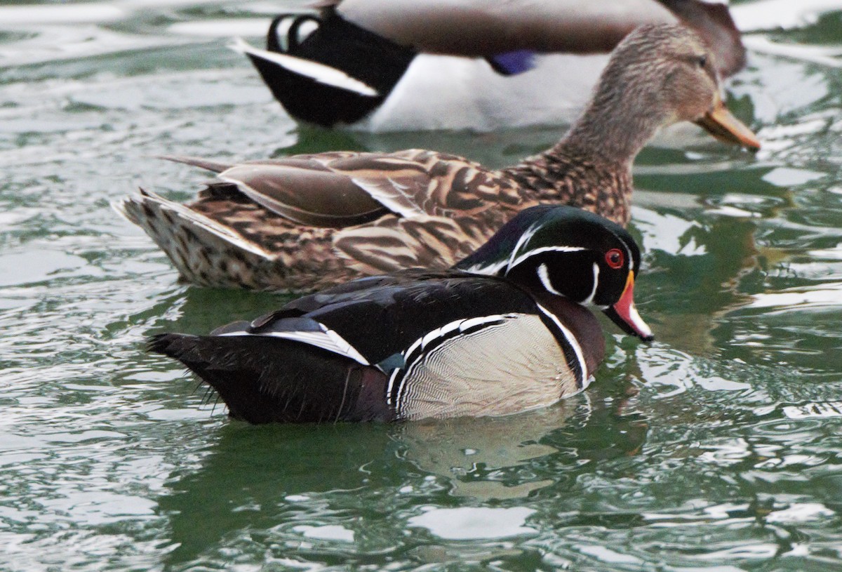 Wood Duck - ML88668941